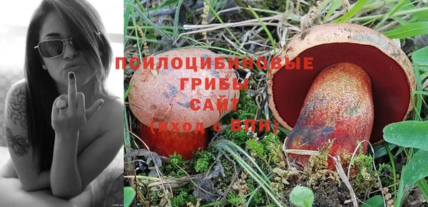 apvp Алзамай
